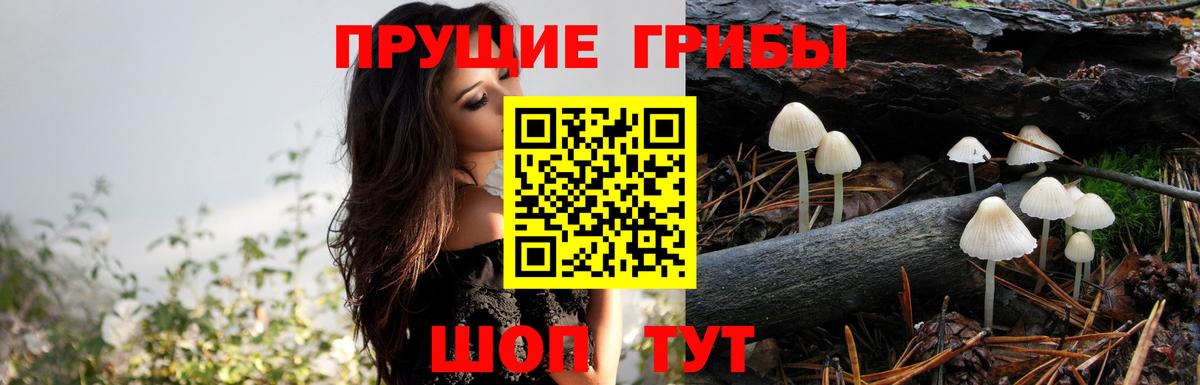 Псилоцибиновые грибы мицелий Осинники